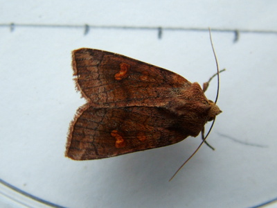 Ear Moth